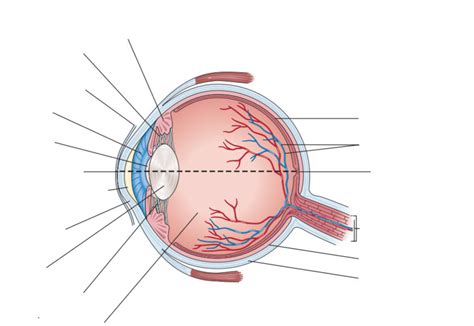 anatomy of eye quizlet|structures of the eye quizlet.